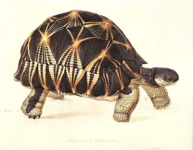 Some Birds, 2 shrews and a tortoise_Testudo Radiata_circa 1836 -- radiated tortoise (Astrochelys radiata); DISPLAY FULL IMAGE.