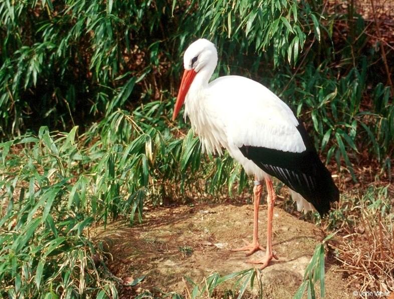 White Stork (Ciconia ciconia ciconia)  [1/3] - White Stork (Ciconia ciconia ciconia)001.jpg (1/1); DISPLAY FULL IMAGE.