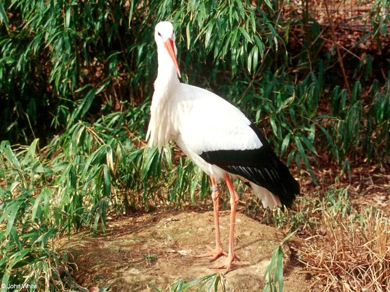 White Stork (Ciconia ciconia ciconia)  [2/3] - White Stork (Ciconia ciconia ciconia)002.jpg (1/1); DISPLAY FULL IMAGE.