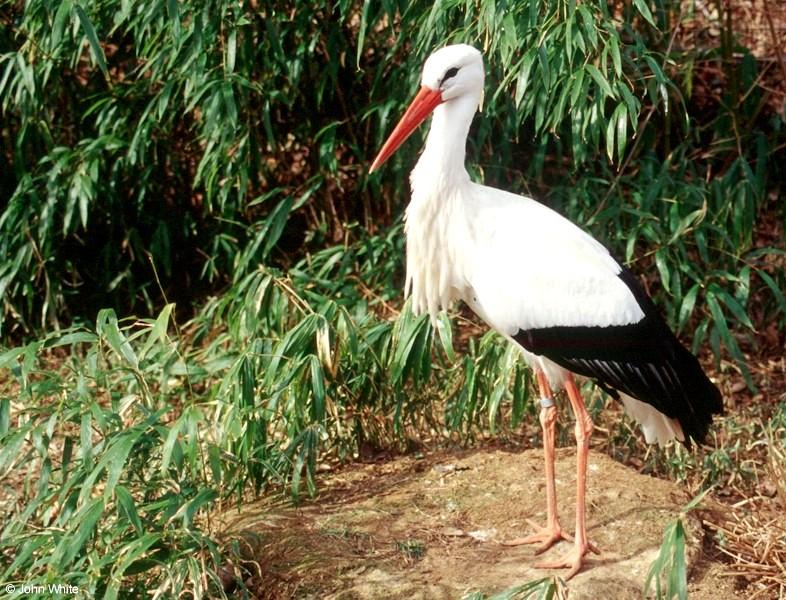 White Stork (Ciconia ciconia ciconia)  [3/3] - White Stork (Ciconia ciconia ciconia)003.jpg (1/1); DISPLAY FULL IMAGE.