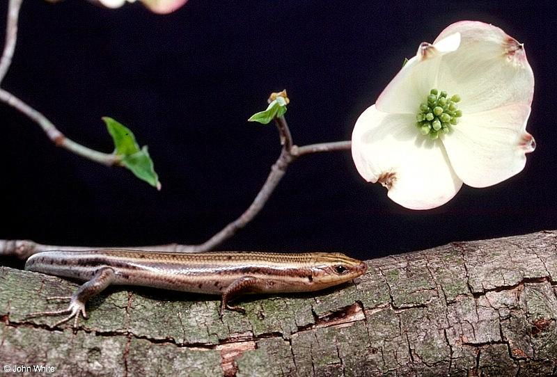 Five-lined Skink on a Dogwood Tree; DISPLAY FULL IMAGE.