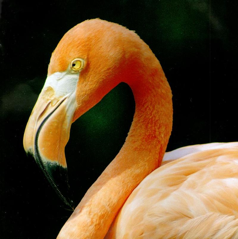 Flamingo J01 - Face closeup; DISPLAY FULL IMAGE.