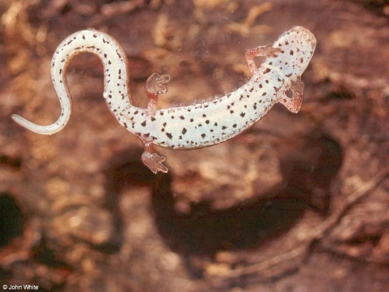 Four-toed salamander (Hemidactylium scutatum)1; DISPLAY FULL IMAGE.