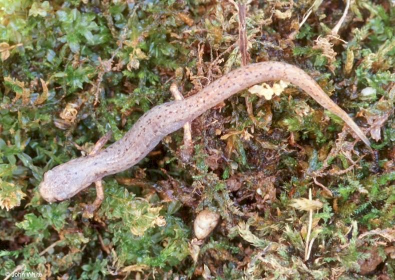 Four-toed salamander (Hemidactylium scutatum)2; DISPLAY FULL IMAGE.