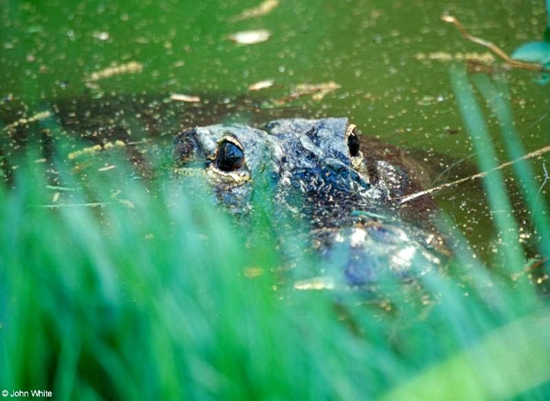Gator in the Grass; DISPLAY FULL IMAGE.