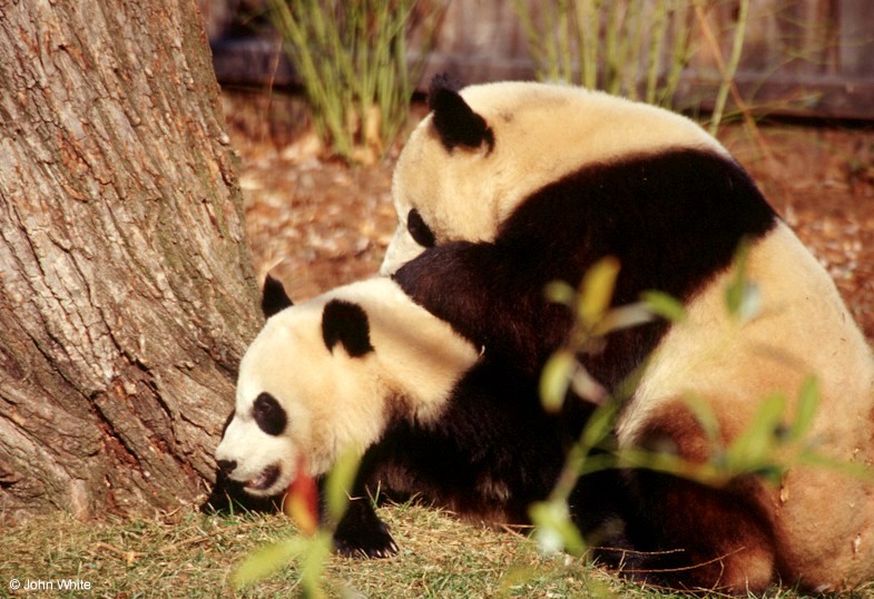 Giant Panda(s) 4; DISPLAY FULL IMAGE.
