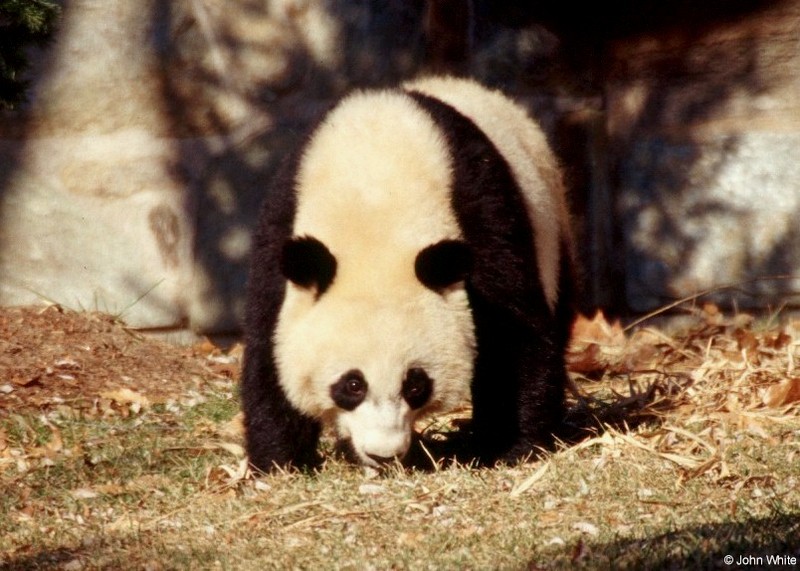Giant Panda(s) 5; DISPLAY FULL IMAGE.