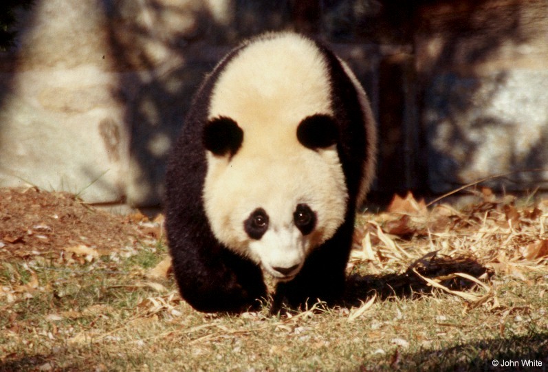 Giant Panda(s) 6; DISPLAY FULL IMAGE.