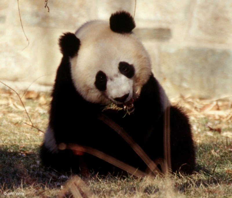 Giant Panda(s) 8; DISPLAY FULL IMAGE.