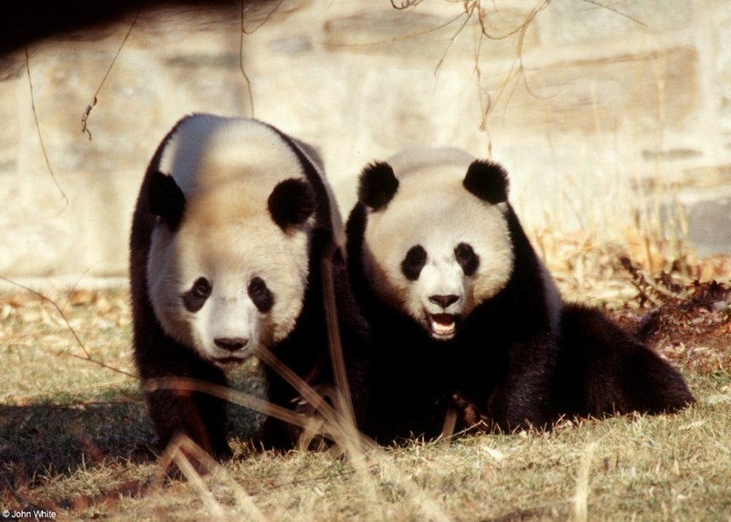 Giant Panda(s) 2; DISPLAY FULL IMAGE.