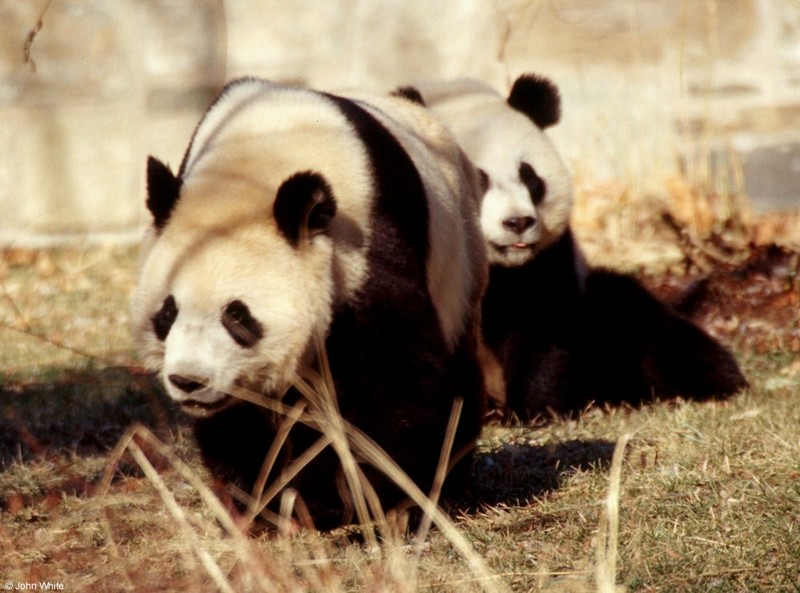 Giant Panda(s) 9; DISPLAY FULL IMAGE.