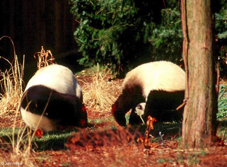 Giant Panda(s)  [03/15] - Giant Pandas002 standing on their heads.jpg (1/1); DISPLAY FULL IMAGE.