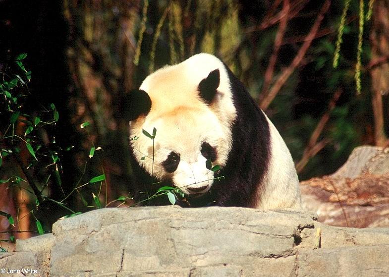 Giant Panda(s)  [05/15] - Giant Pandas004.jpg (1/1); DISPLAY FULL IMAGE.
