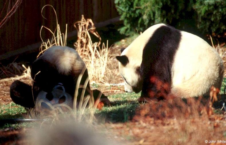 Giant Panda(s)  [09/15] - Giant Pandas008- Doing the head stand .jpg (1/1); DISPLAY FULL IMAGE.