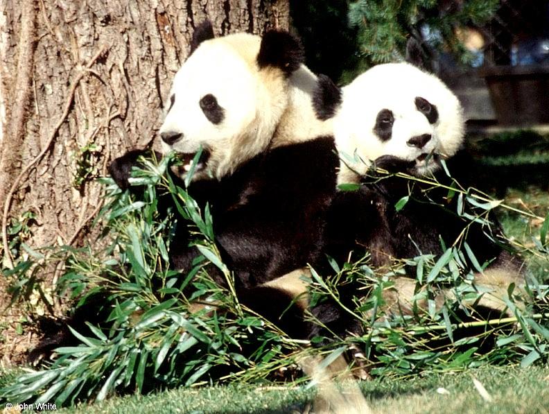 Giant Panda(s)  [13/15] - Giant Pandas012.jpg (1/1); DISPLAY FULL IMAGE.