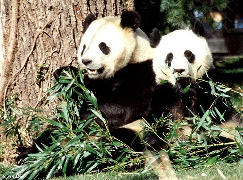 Giant Panda(s)  [14/15] - Giant Pandas013.jpg (1/1); DISPLAY FULL IMAGE.