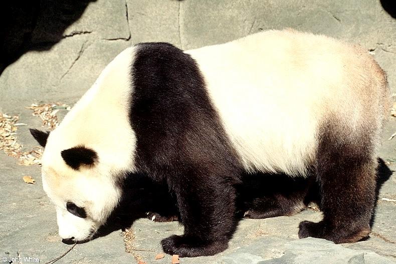 More Giant Panda(s)  [09/11] - Giant Pandas022.jpg (1/1); DISPLAY FULL IMAGE.