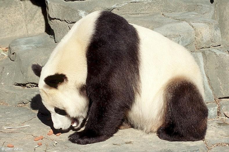 More Giant Panda(s)  [10/11] - Giant Pandas027.jpg (1/1); DISPLAY FULL IMAGE.