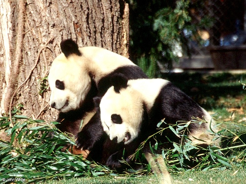 More Giant Panda(s)  [01/11] - Giant Pandas - after lunch nap.jpg (1/1); DISPLAY FULL IMAGE.