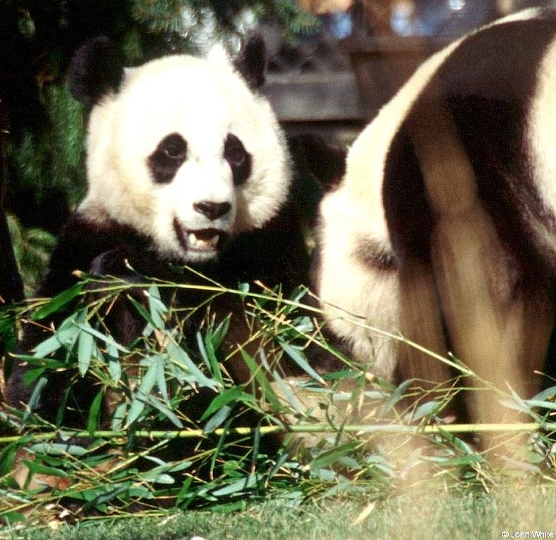 More Giant Panda(s)  [02/11] - Giant Pandas - greeting.jpg (1/1); DISPLAY FULL IMAGE.
