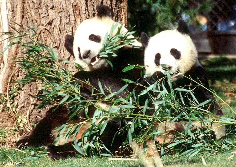 More Giant Panda(s)  [03/11] - Giant Pandas eating lunch015.jpg (1/1); DISPLAY FULL IMAGE.