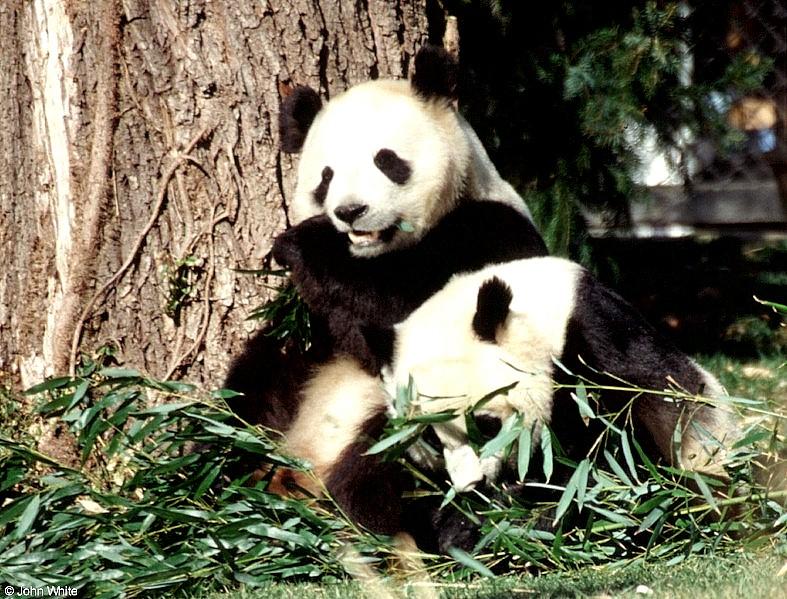 More Giant Panda(s)  [05/11] - Giant Pandas eating lunch017.jpg (1/1); DISPLAY FULL IMAGE.