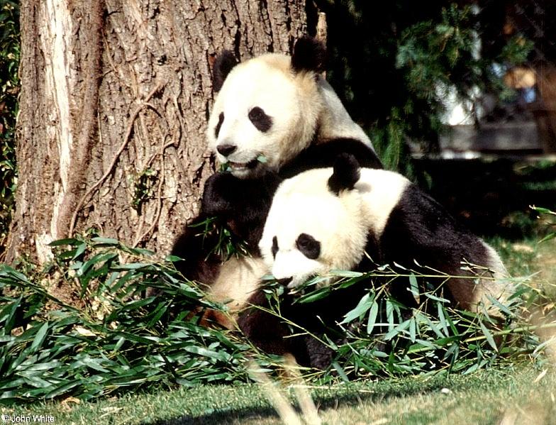 More Giant Panda(s)  [06/11] - Giant Pandas eating lunch018.jpg (1/1); DISPLAY FULL IMAGE.