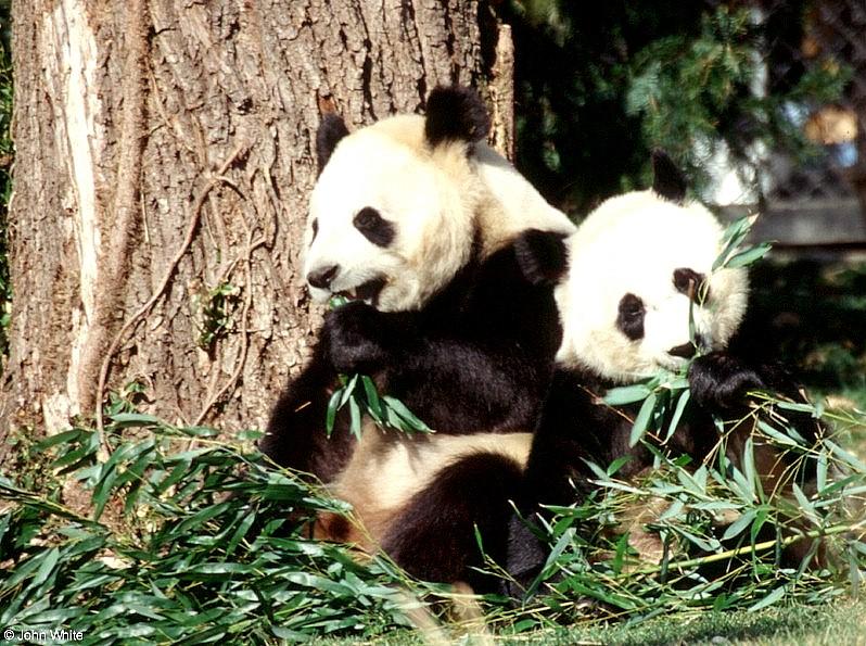 More Giant Panda(s)  [07/11] - Giant Pandas eating lunch019.jpg (1/1); DISPLAY FULL IMAGE.