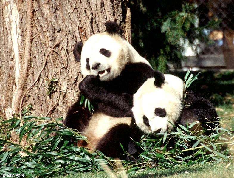 More Giant Panda(s)  [08/11] - Giant Pandas eating lunch020.jpg (1/1); DISPLAY FULL IMAGE.