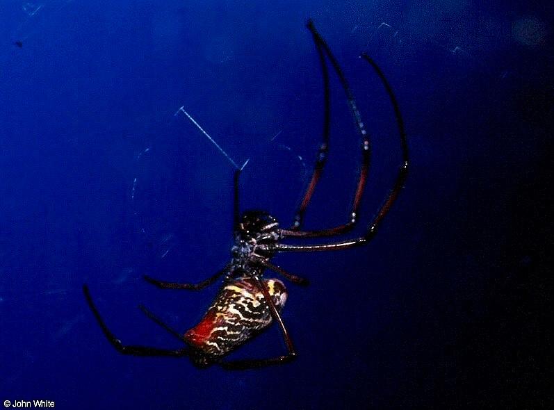 Giant orb spider; DISPLAY FULL IMAGE.