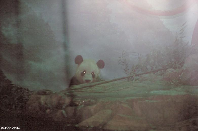 Panda in the fog; DISPLAY FULL IMAGE.