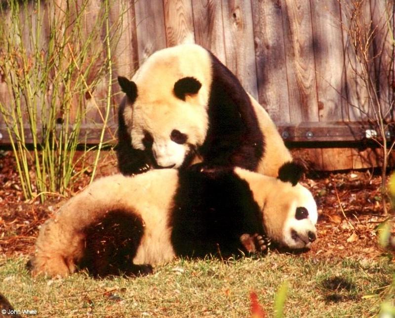 (Giant Pandas] [3/9] - giant panda003.jpg (1/1); DISPLAY FULL IMAGE.