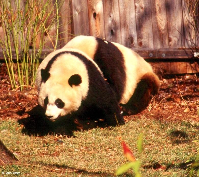(Giant Pandas] [4/9] - giant panda004.jpg (1/1); DISPLAY FULL IMAGE.