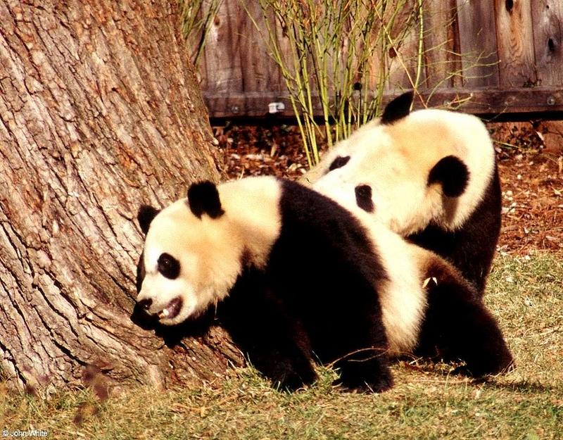 (Giant Pandas] [5/9] - giant panda005.jpg (1/2); DISPLAY FULL IMAGE.