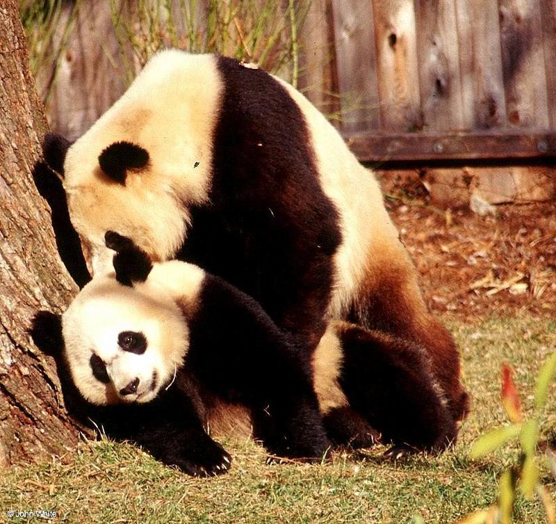 (Giant Pandas] [6/9] - giant panda006.jpg (1/1); DISPLAY FULL IMAGE.