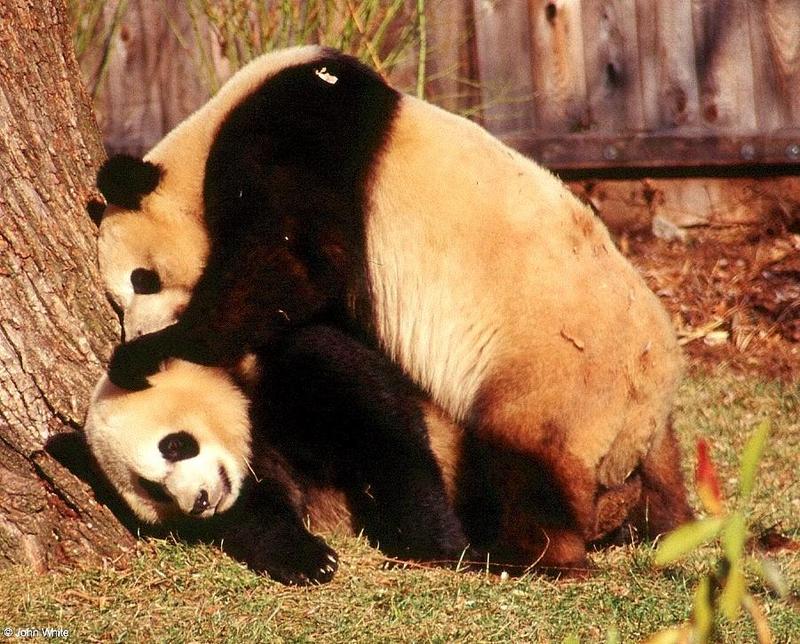 (Giant Pandas] [7/9] - giant panda007.jpg (1/1); DISPLAY FULL IMAGE.