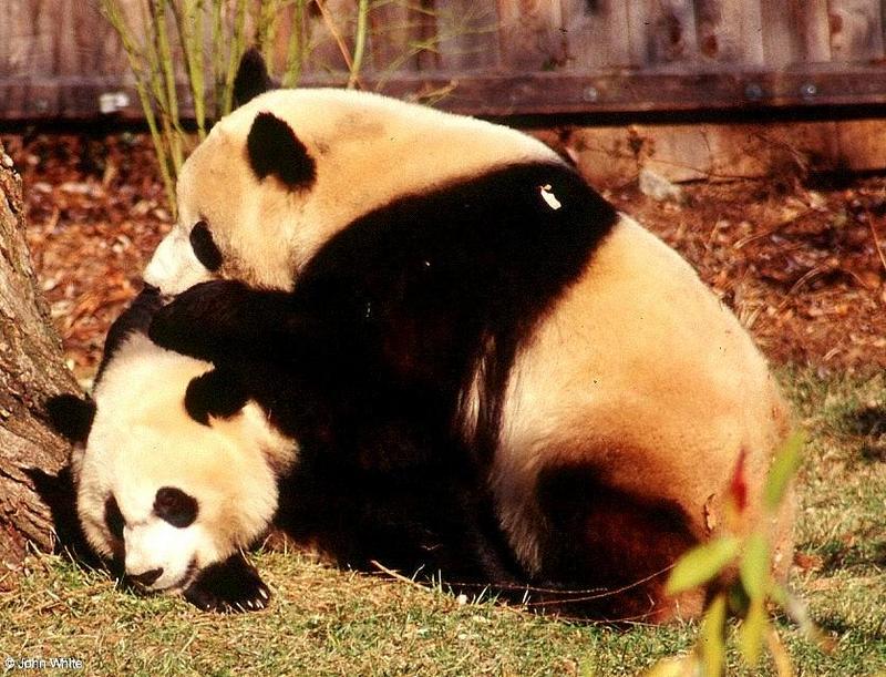 (Giant Pandas] [8/9] - giant panda008.jpg (1/1); DISPLAY FULL IMAGE.