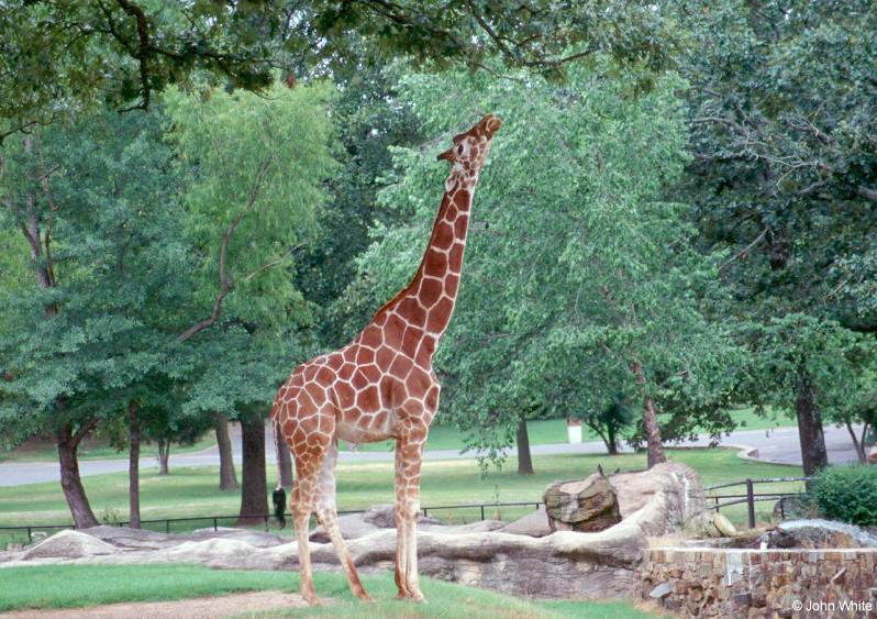 Giraffe; DISPLAY FULL IMAGE.