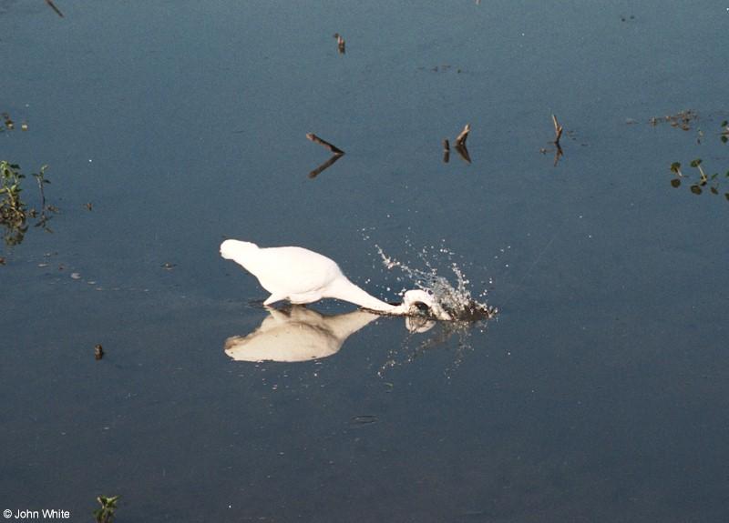 Great Egret Catching a Fish; DISPLAY FULL IMAGE.