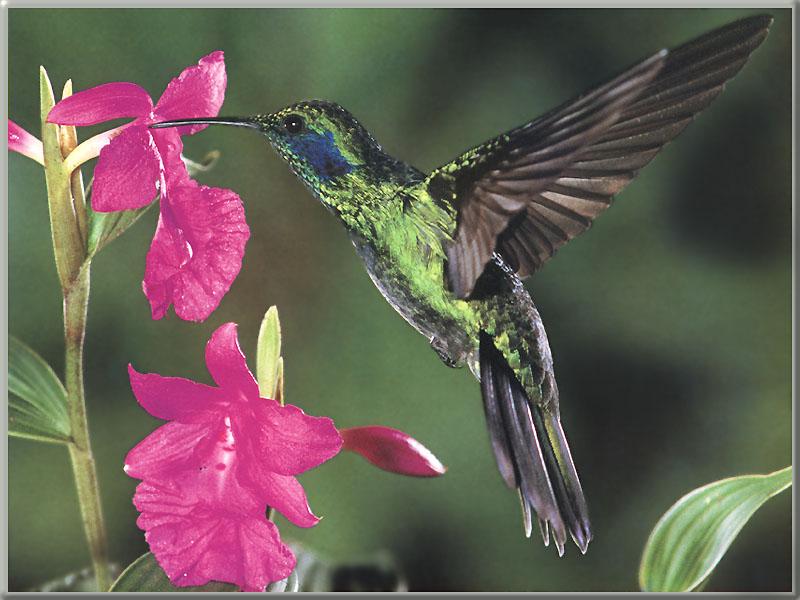 Hummingbird  7 of 12 - Green Violet-eared Hummingbird 01; DISPLAY FULL IMAGE.