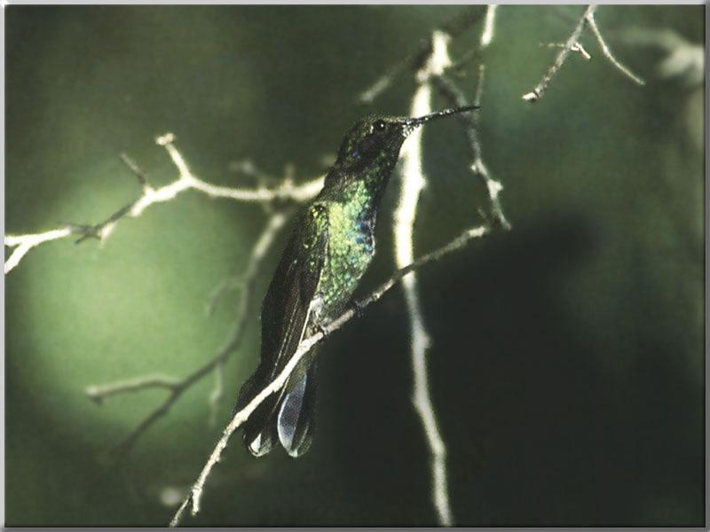 Hummingbird - Green Violet-eared Hummingbird 04; DISPLAY FULL IMAGE.