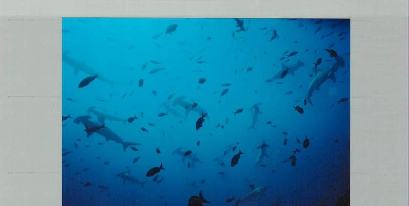 Hammerheads in Cocos Island; DISPLAY FULL IMAGE.