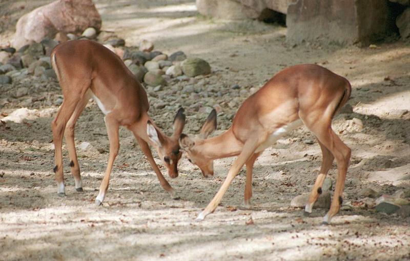 More Hannover Zoo Impalas - The kids setting up for a nice fight; DISPLAY FULL IMAGE.