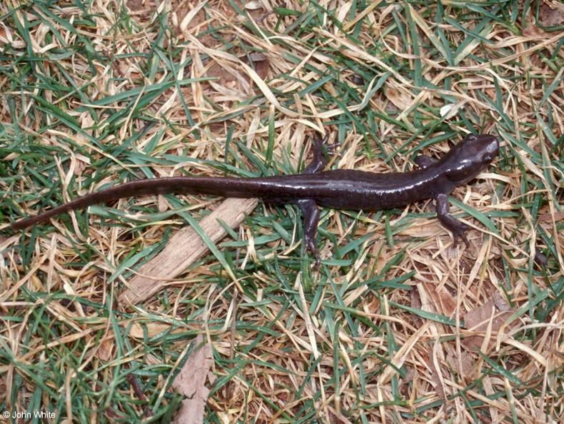 Jefferson Salamander (Ambystoma jeffersonianum) 1; DISPLAY FULL IMAGE.
