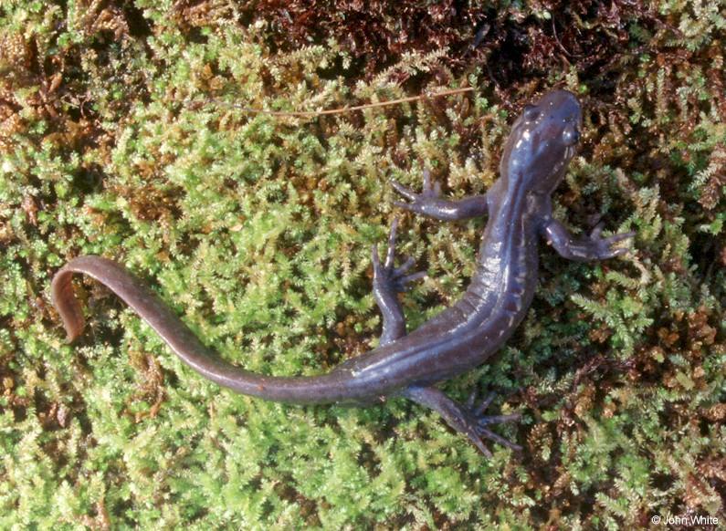 Jefferson Salamander (Ambystoma jeffersonianum)2; DISPLAY FULL IMAGE.