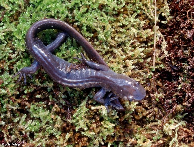 Jefferson Salamander (Ambystoma jeffersonianum)3; DISPLAY FULL IMAGE.