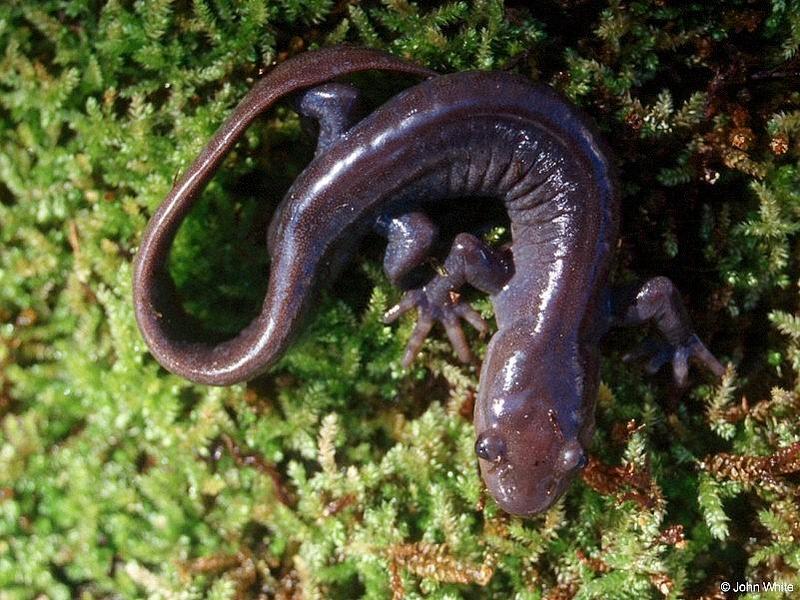 Jefferson Salamander (Ambystoma jeffersonianum)4; DISPLAY FULL IMAGE.