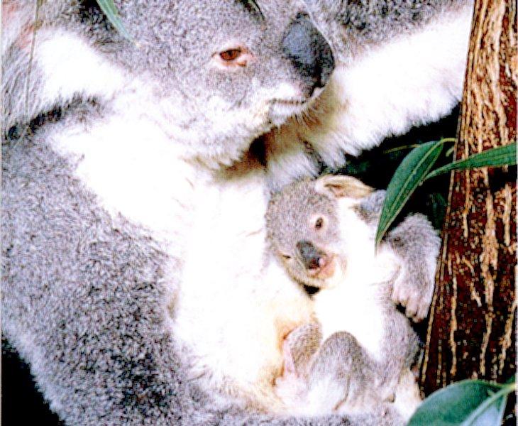 Koala Bears 3/5 jpg; Image ONLY
