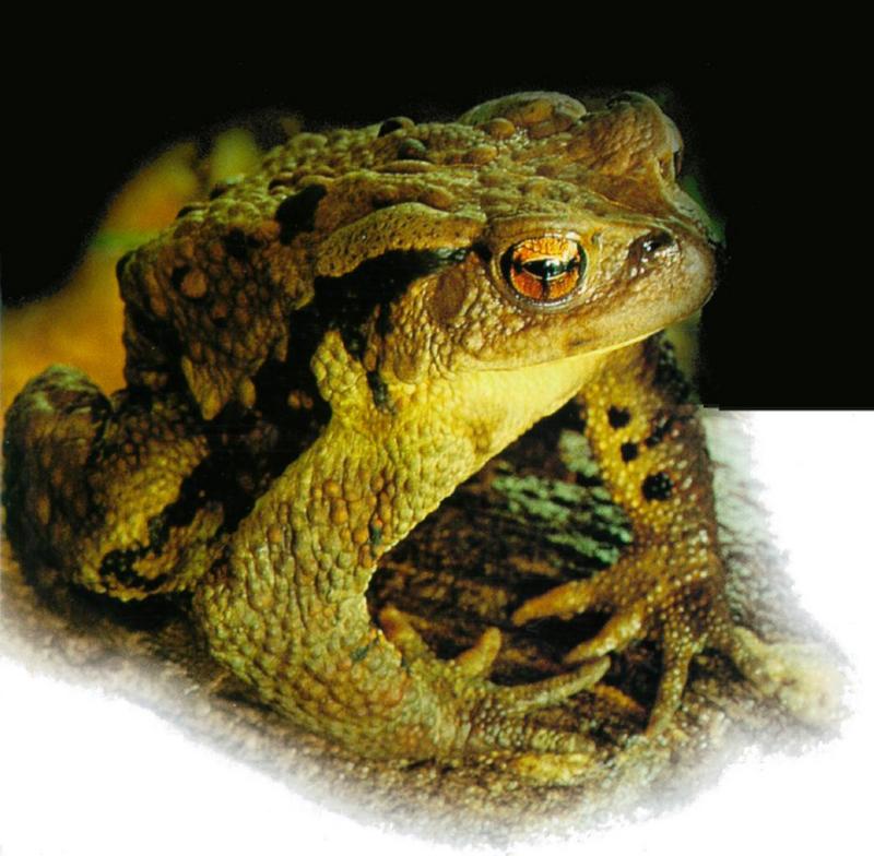Korean Amphibian: Common Toad J01 - portrait closeup; DISPLAY FULL IMAGE.