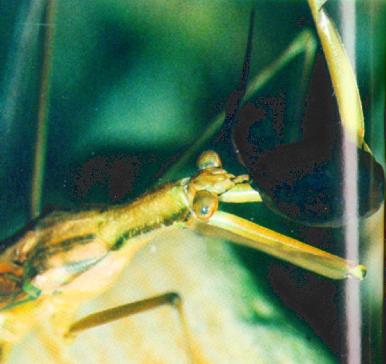 water mantis